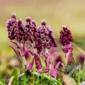 Plante antialergice – Captalanul (Petasites Hybridus)