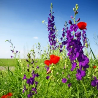 Plante din flora sălbatică