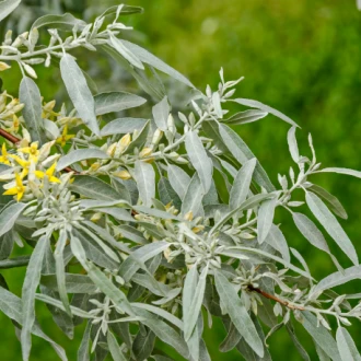 Învinge durerea  cu plante medicinale