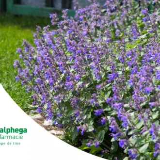 Plante medicinale: nepeta (menta pisicii)