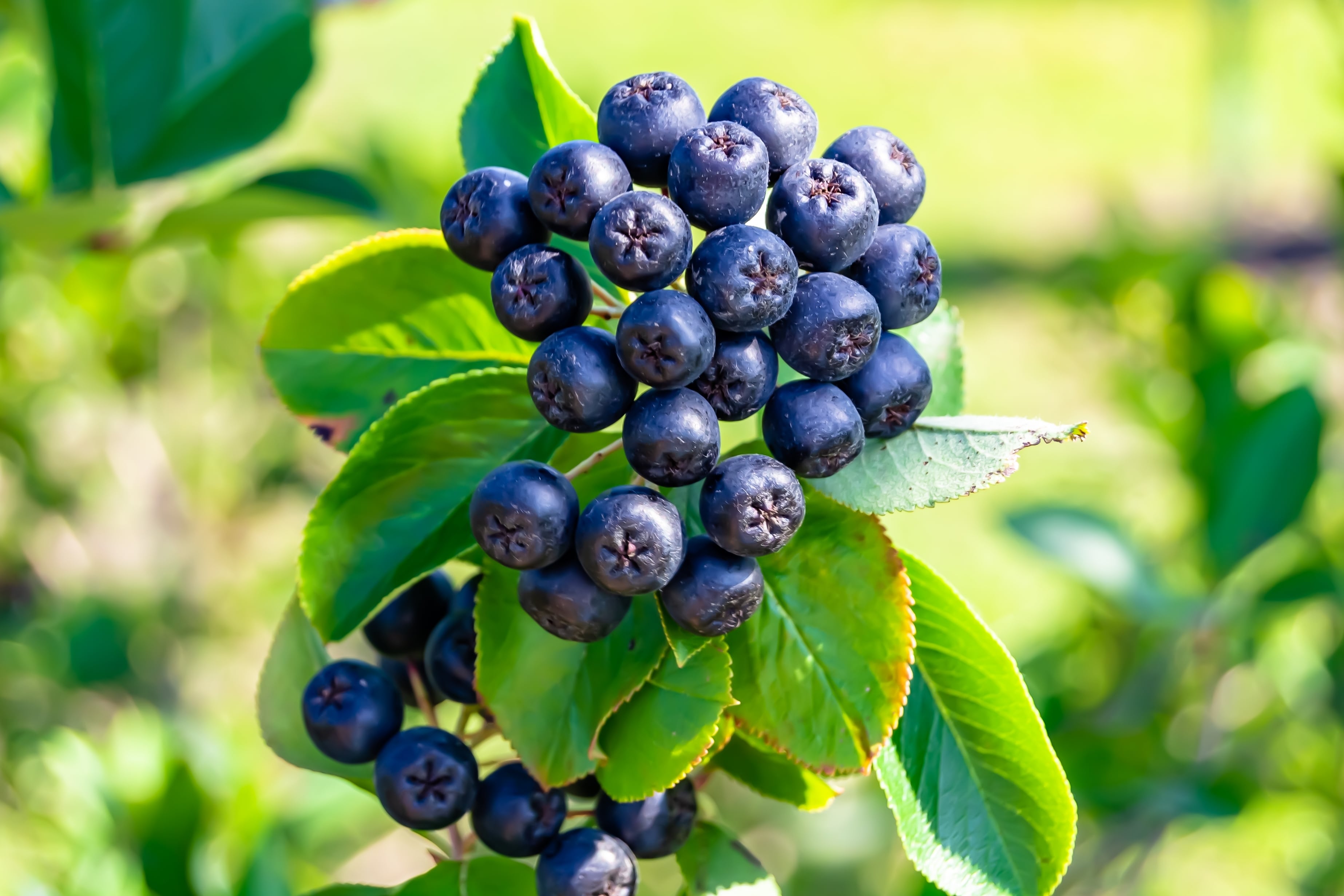 fruct aronia-min.jpg